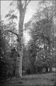 076 Dorothy Vassar-Smith Album c1920 &copy; CKLHS