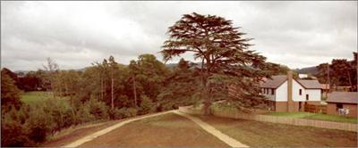 124 Final phase of King William Drive towards Charlton Kings 1983 &copy;David Hanks